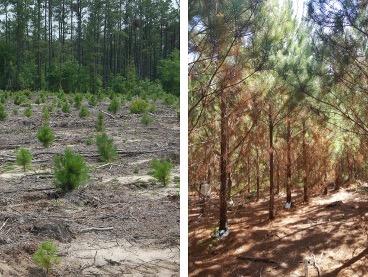 Short Rotation Woody Crop Study Pine Growth Year 1 vs Year 5